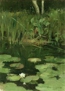 Water Lilies